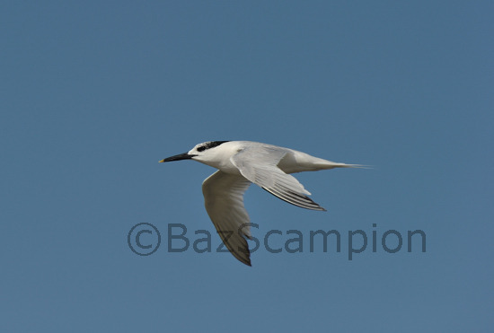 Sandwich Tern