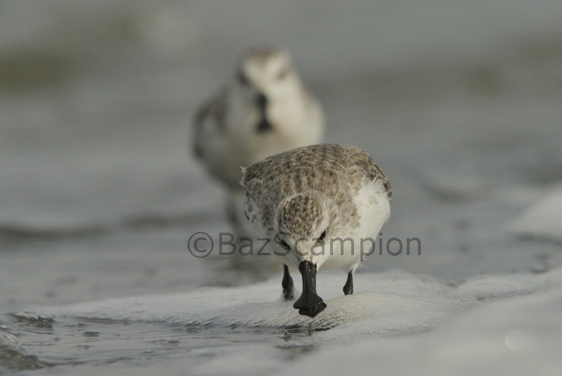 Spoon-billed Sandpipers feeding.