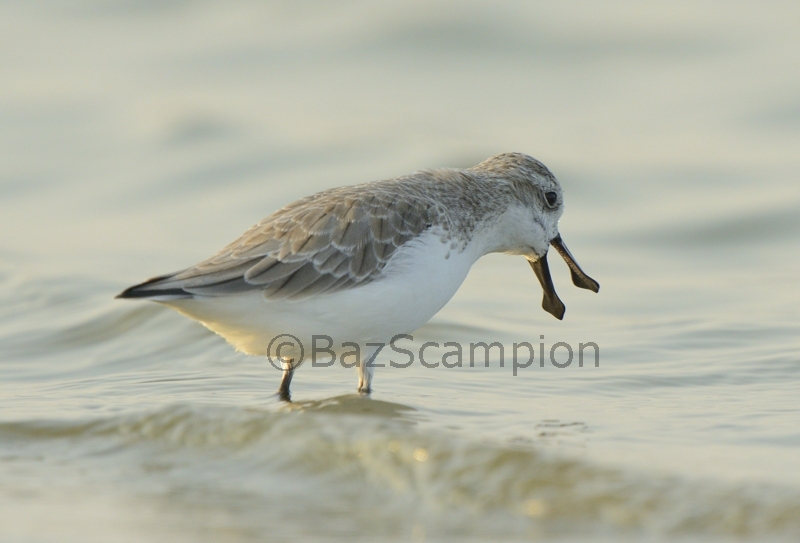 Spoon-billed Sandpiper