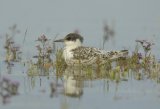 juvenile Sandwich Tern on Saltmarsh amongst sea lavender