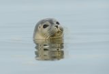 young Harbour Seal