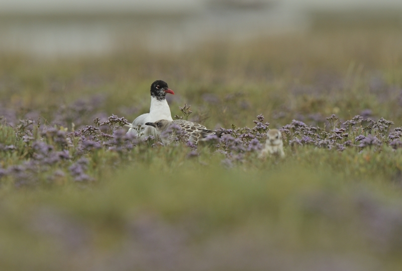 Mediterranean Gull and chick