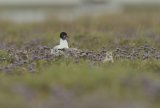 Mediterranean Gull and chick