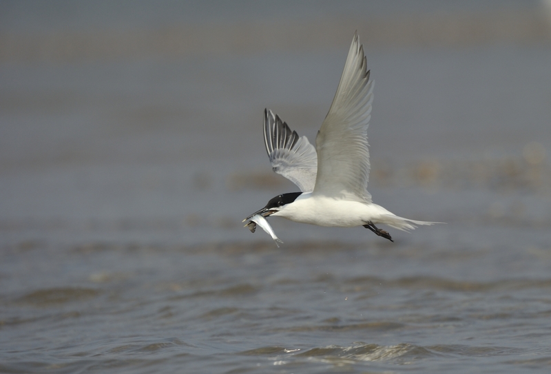 Sandwich Tern in Flight carrying fish