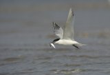 Sandwich Tern in Flight carrying fish