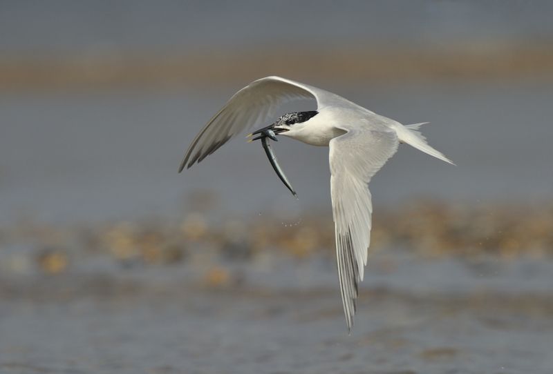 Sandwich Tern in Flight carrying a Sand Eel