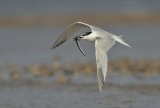 Sandwich Tern in Flight carrying a Sand Eel