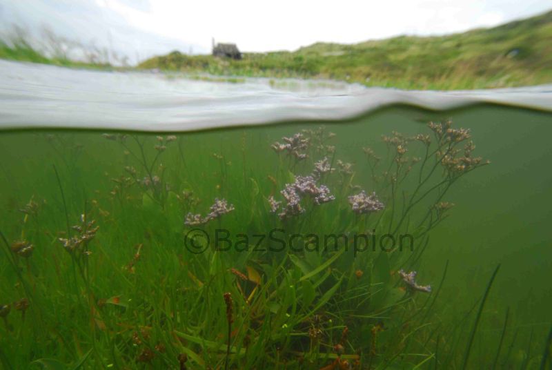 Common Sea Lavender
