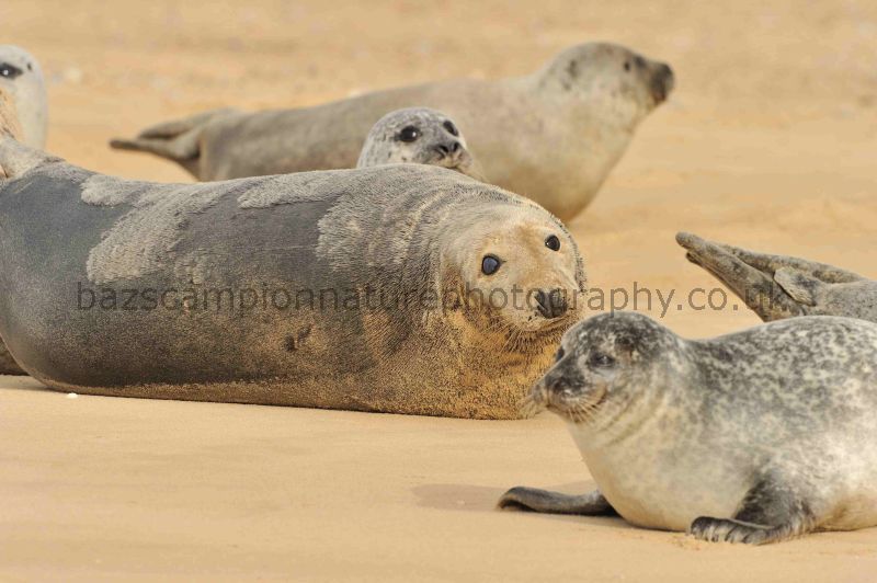 Harbour and Grey Seals on Blakeney Point