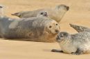 Harbour and Grey Seals on Blakeney Point