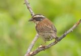 Siberian Accentor