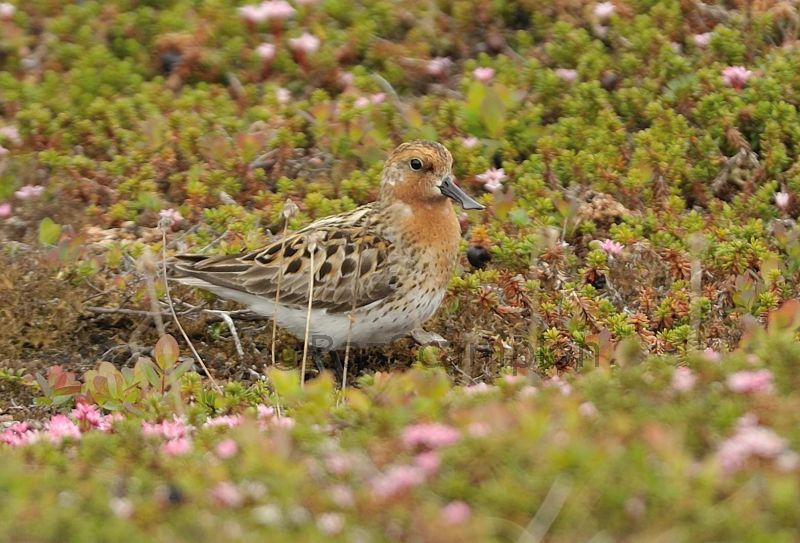 Adult Summer Spoon-billed Sandpiper