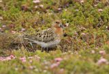 Adult Summer Spoon-billed Sandpiper