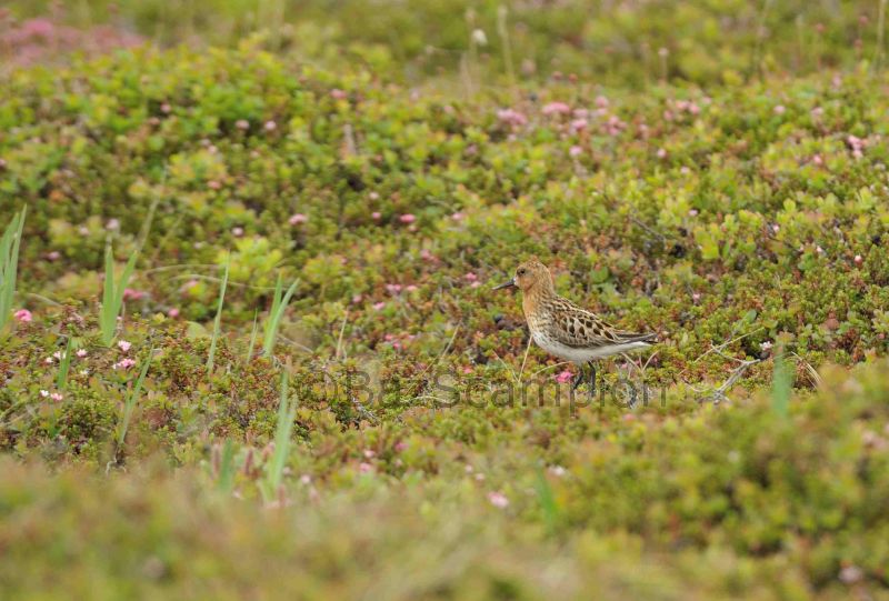 Adult Summer Spoon-Billed Sandpiper