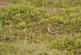 Adult Summer Spoon-Billed Sandpiper