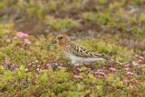 Adult summer Spoon-billed Sandpiper.