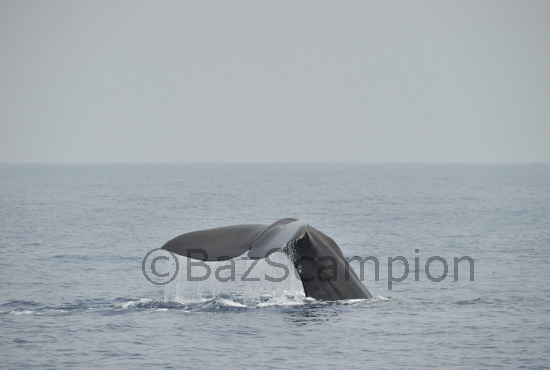 Sperm Whale Pyseter macrocephalus diving.