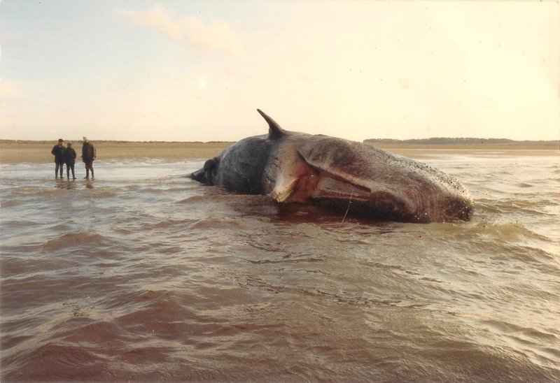 Sperm Whale Scolt Head island Norfolk November 1991