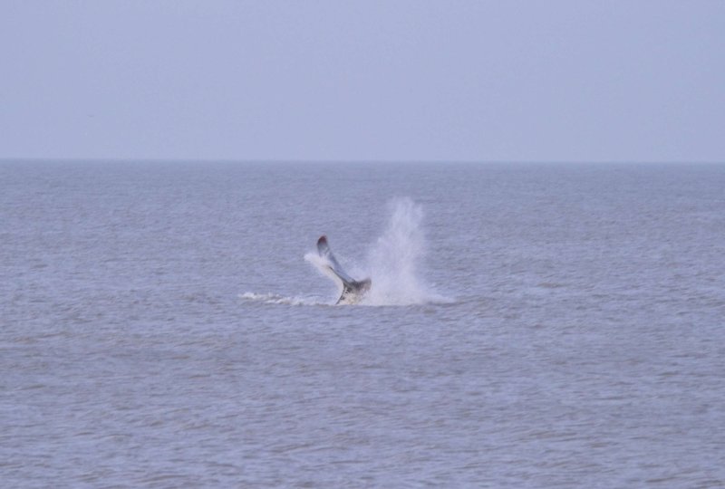 Sperm Whale Hunstanton Norfolk 22 feb 2016
