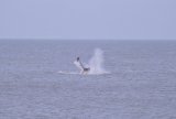 Sperm Whale Hunstanton Norfolk 22 feb 2016