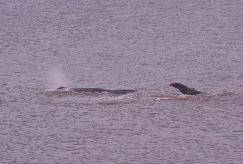 Sperm Whale Hunstanton Norfolk 22 feb 2016