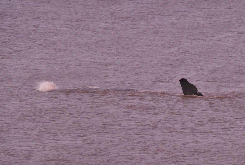 Sperm Whale Hunstanton Norfolk 22 feb 2016