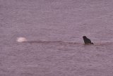 Sperm Whale Hunstanton Norfolk 22 feb 2016