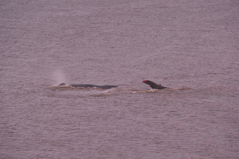 Sperm Whale Hunstanton Norfolk 22 feb 2016