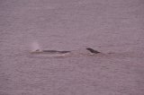 Sperm Whale Hunstanton Norfolk 22 feb 2016