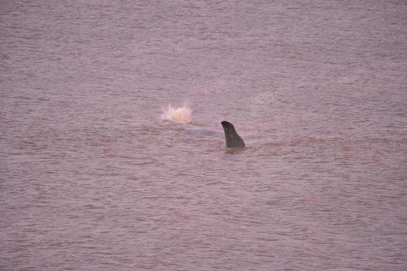Sperm Whale Hunstanton Norfolk 22 feb 2016