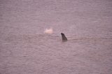 Sperm Whale Hunstanton Norfolk 22 feb 2016