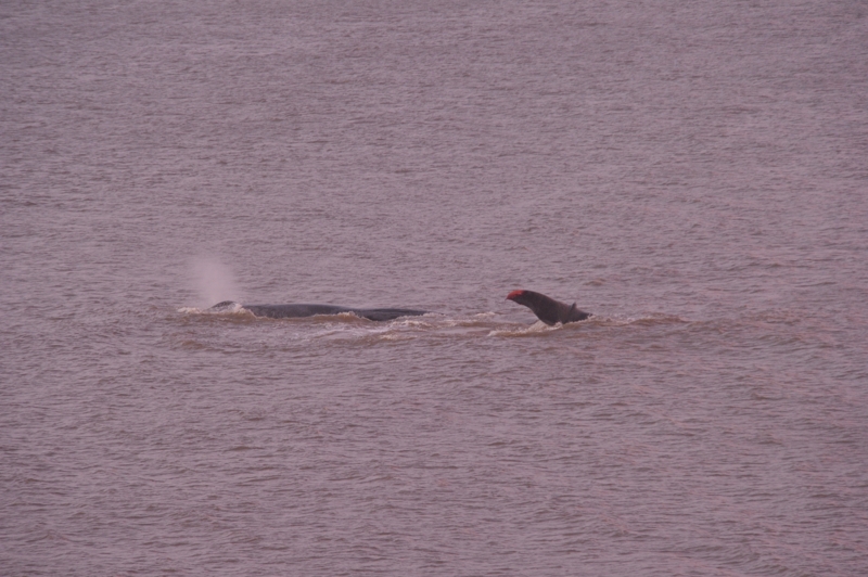Sperm Whale Hunstanton Norfolk 22 feb 2016