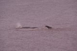 Sperm Whale Hunstanton Norfolk 22 feb 2016