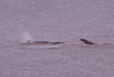 Sperm Whale Hunstanton Norfolk 22 feb 2016
