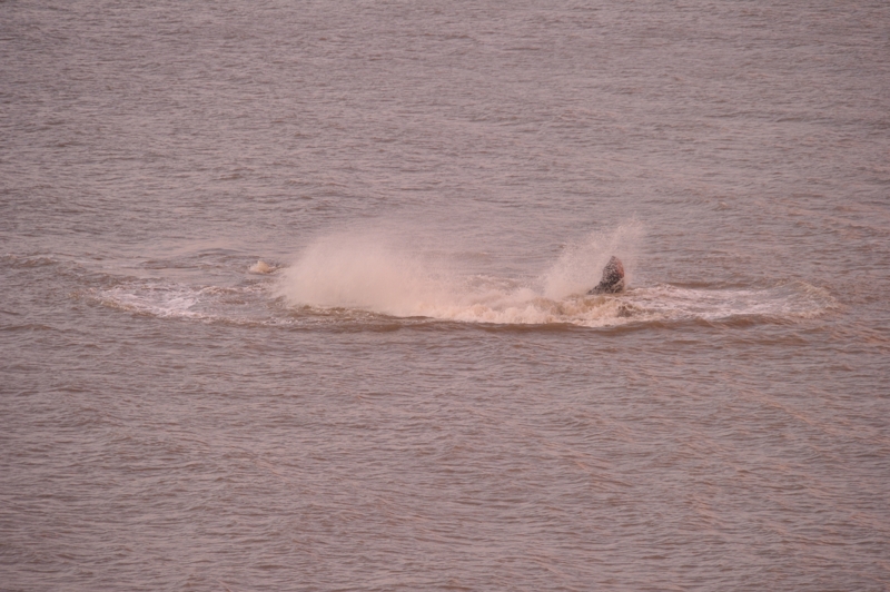 Sperm Whale Hunstanton Norfolk 22 feb 2016