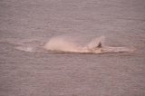 spermwhaleweb2