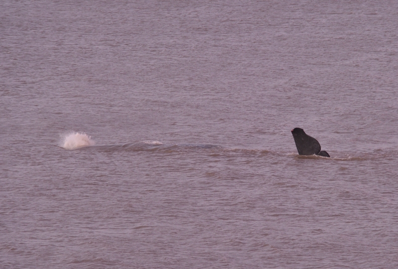 Sperm Whale Hunstanton Norfolk 22 feb 2016