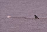 spermwhaleweb4