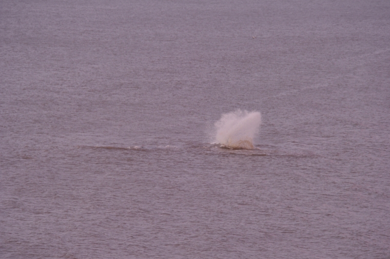 Sperm Whale Hunstanton Norfolk 22 feb 2016