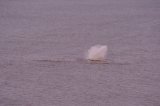 spermwhaleweb5