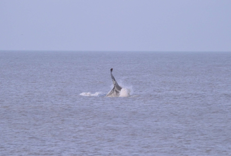Sperm Whale Hunstanton Norfolk 22 feb 2016