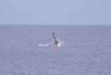spermwhaleweb6