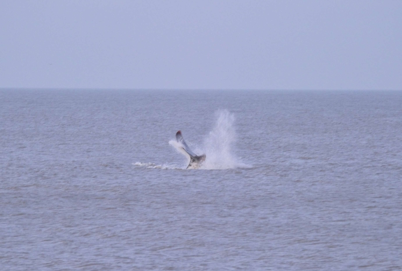 Sperm Whale Hunstanton Norfolk 22 feb 2016