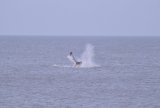 Sperm Whale Hunstanton Norfolk 22 feb 2016