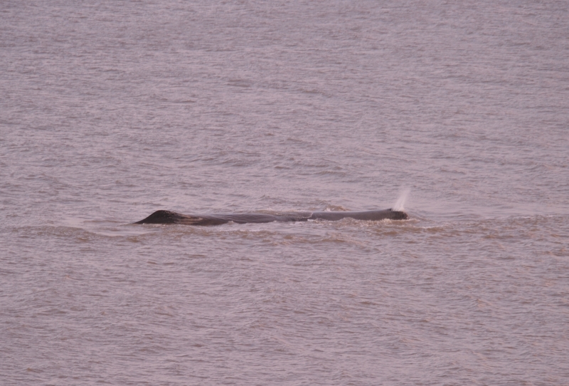 Sperm Whale Hunstanton Norfolk 22 feb 2016