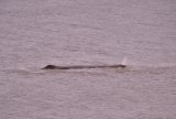 Sperm Whale Hunstanton Norfolk 22 feb 2016