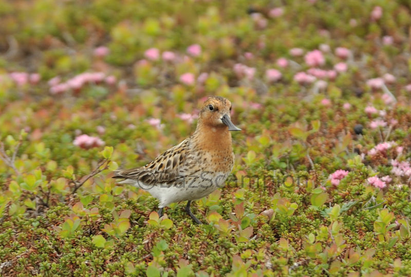 Adult Spoon-billed Sandpiper