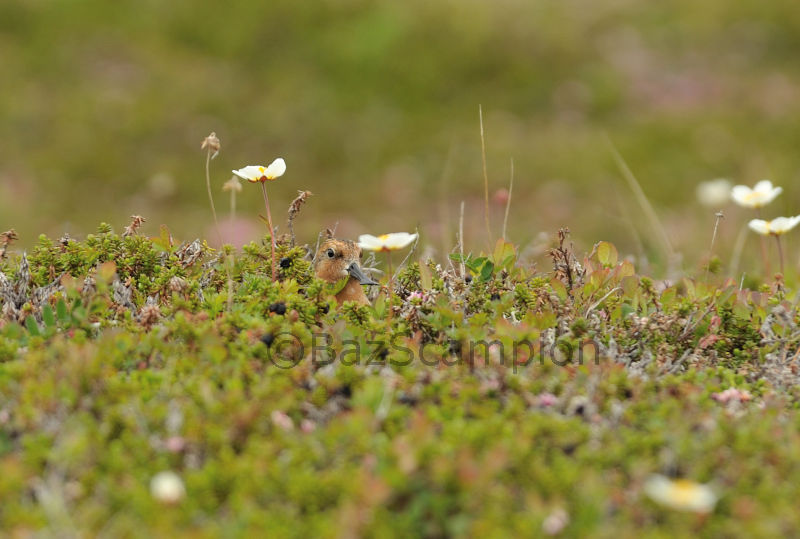Spoon-billed Sandpiper on Nest