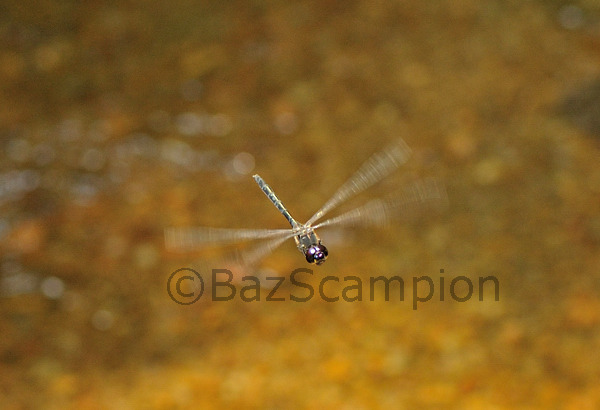 Sri Lanka Cascader dragonfly