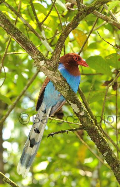 Sri Lanka Blue Magpie